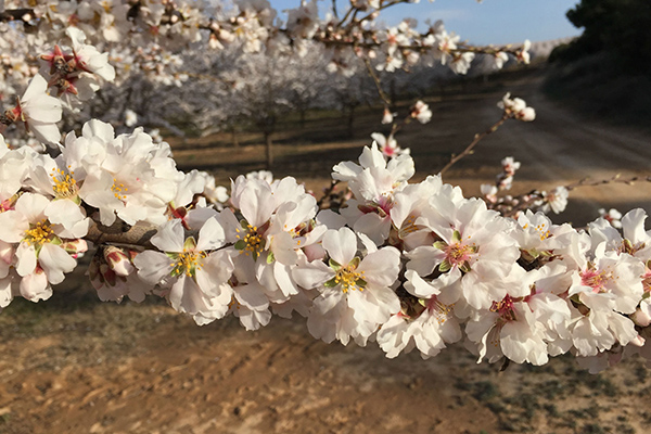 Almendro en flor Viveros Abel