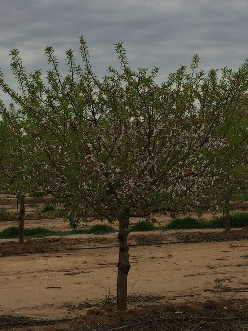 Guara variedad almendro viveros abel