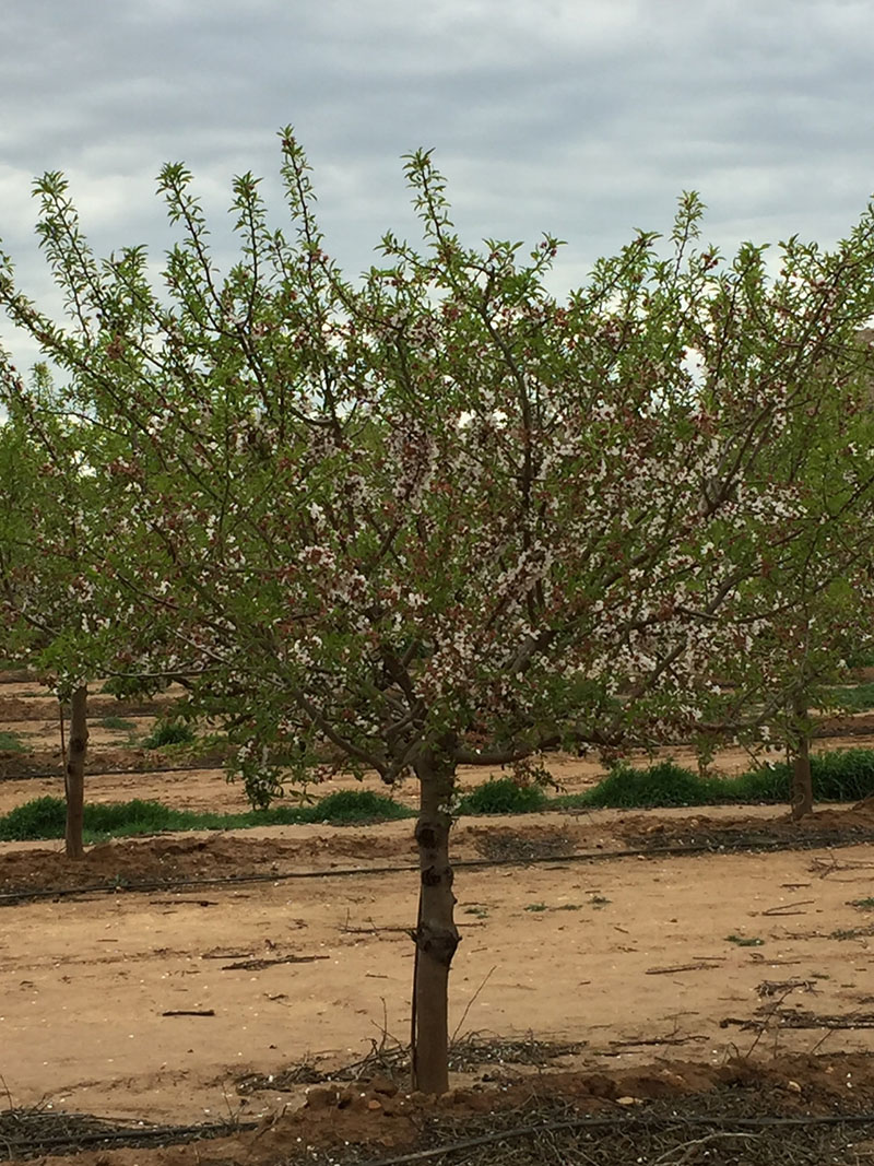 Guara variedad almendro