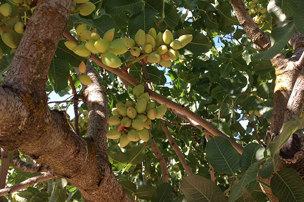 Pistacho Viveros Abel