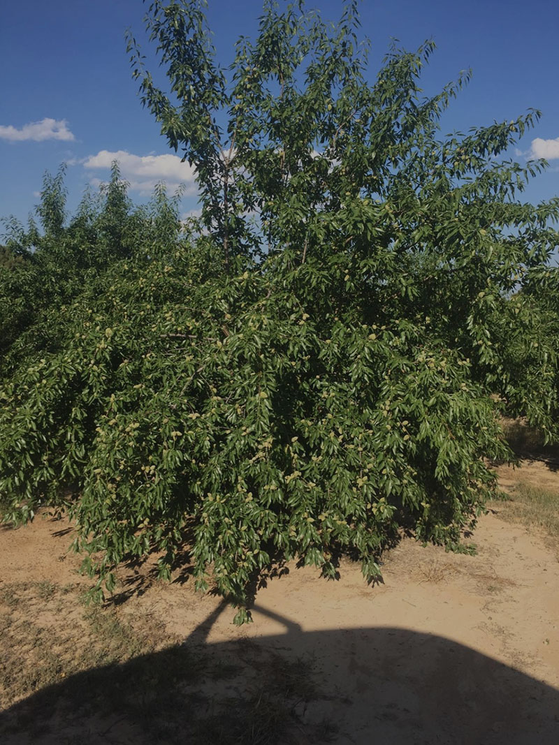 Diamar variedad almendro vivero abel