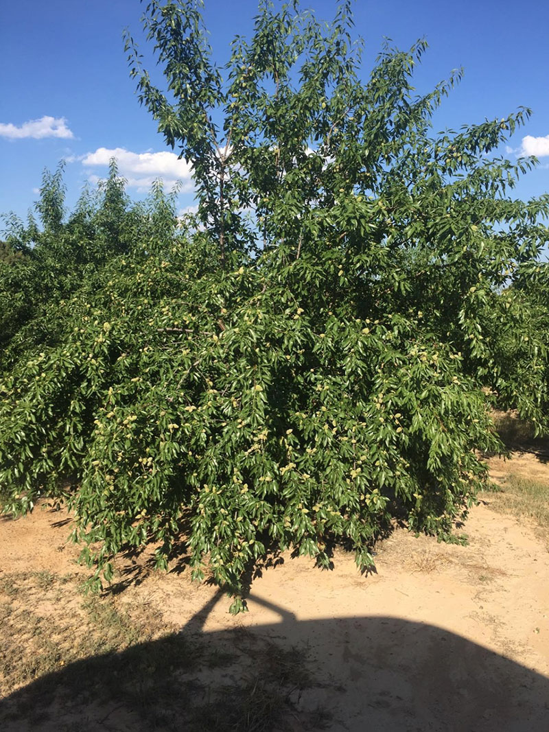 Diamar variedad almendro