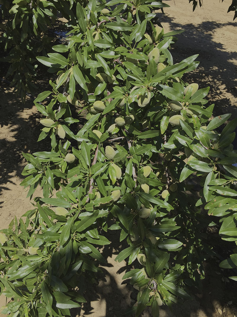 Shasta variedad almendro vivero de abel