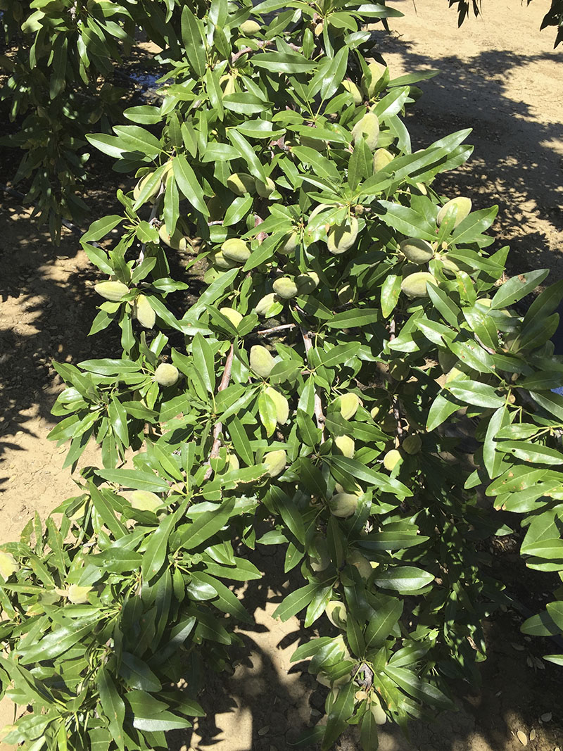 Shasta variedad almendro