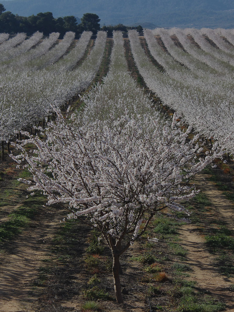 Soleta variedad almendro vivero abel