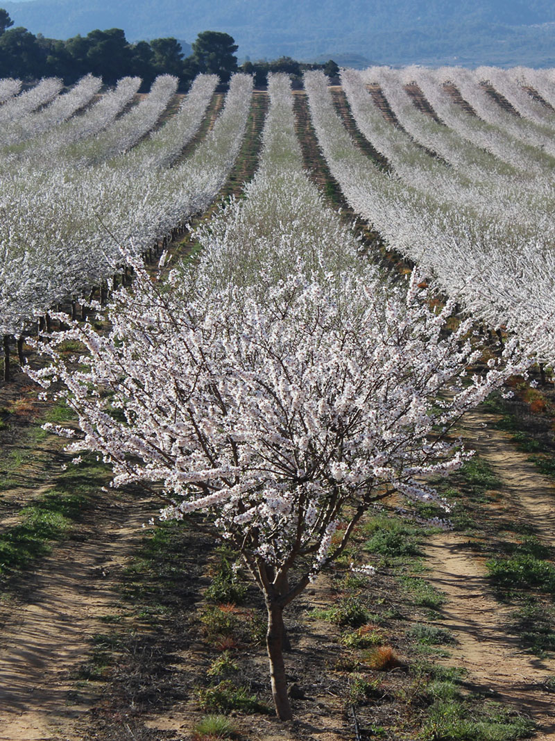 Soleta variedad almendro