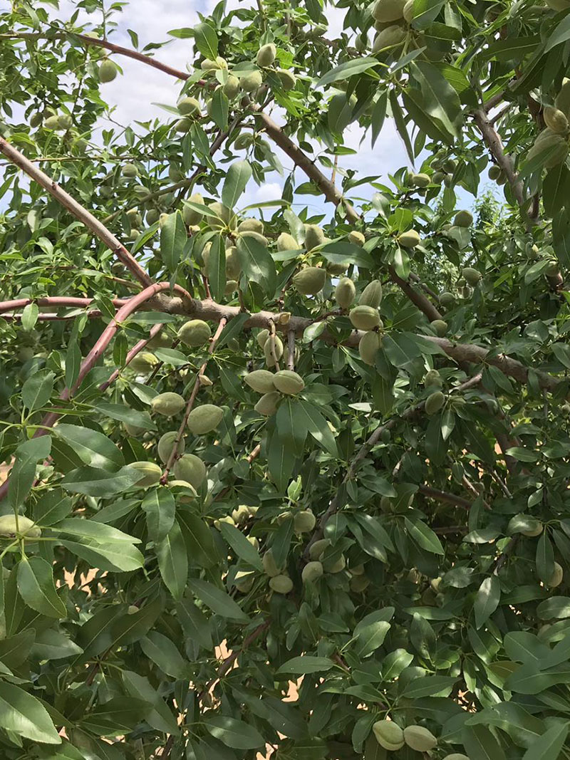 Vialfas variedad almendro