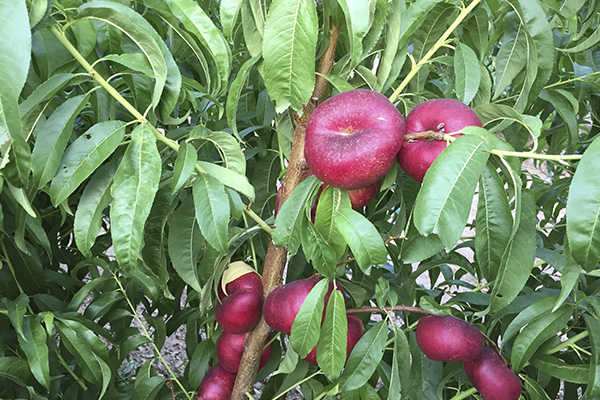 frutas hueso nectarina plana Viveros Abel