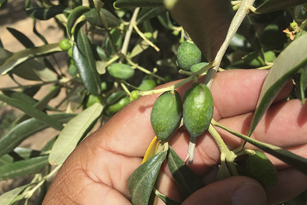 historia del vivero de abel